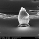 Illustration for article titled 16 Incredible Animals and Landscapes You Can Only See With a Microscope